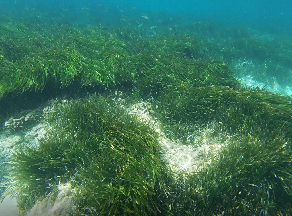 Posidonia en peligro